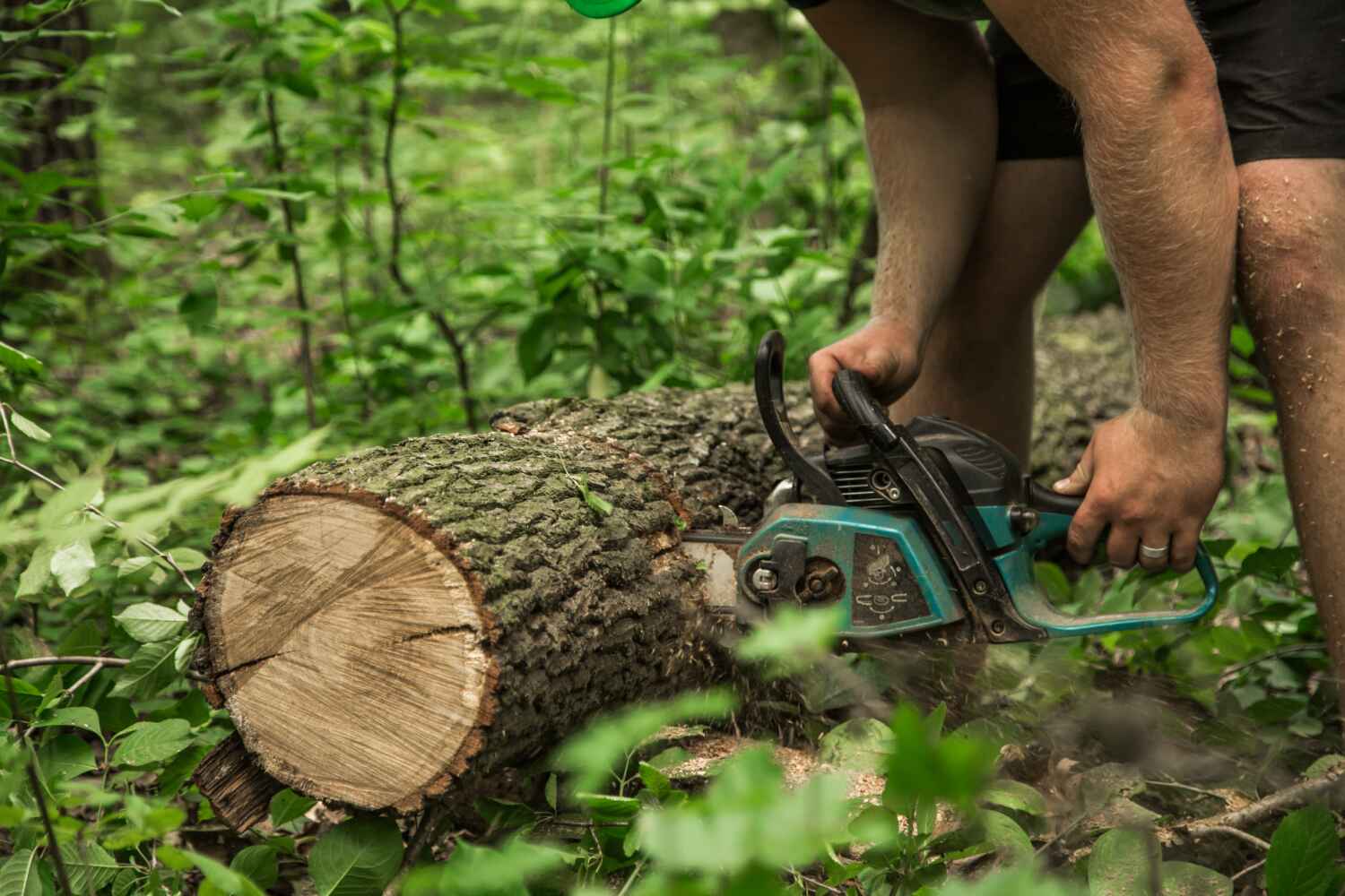 Best Tree Cutting Near Me  in Union City, MI